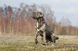 CANE CORSO 673